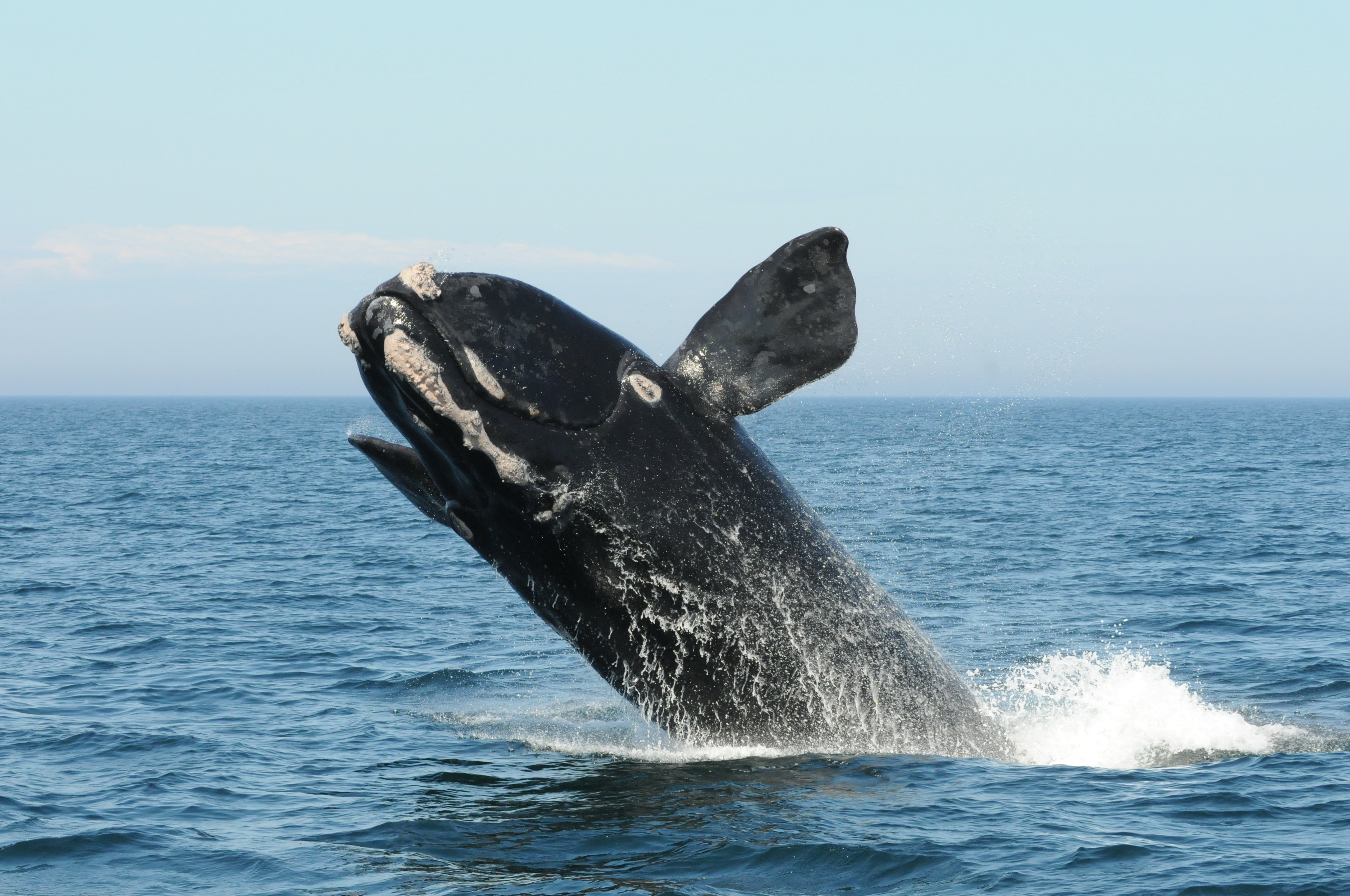 La velocidad de los barcos amenaza la supervivencia de las ballenas francas