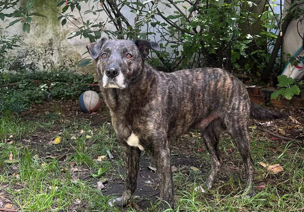 Zeus quedó solo tras la muerte de su cuidador y ahora busca hogar en Bogotá