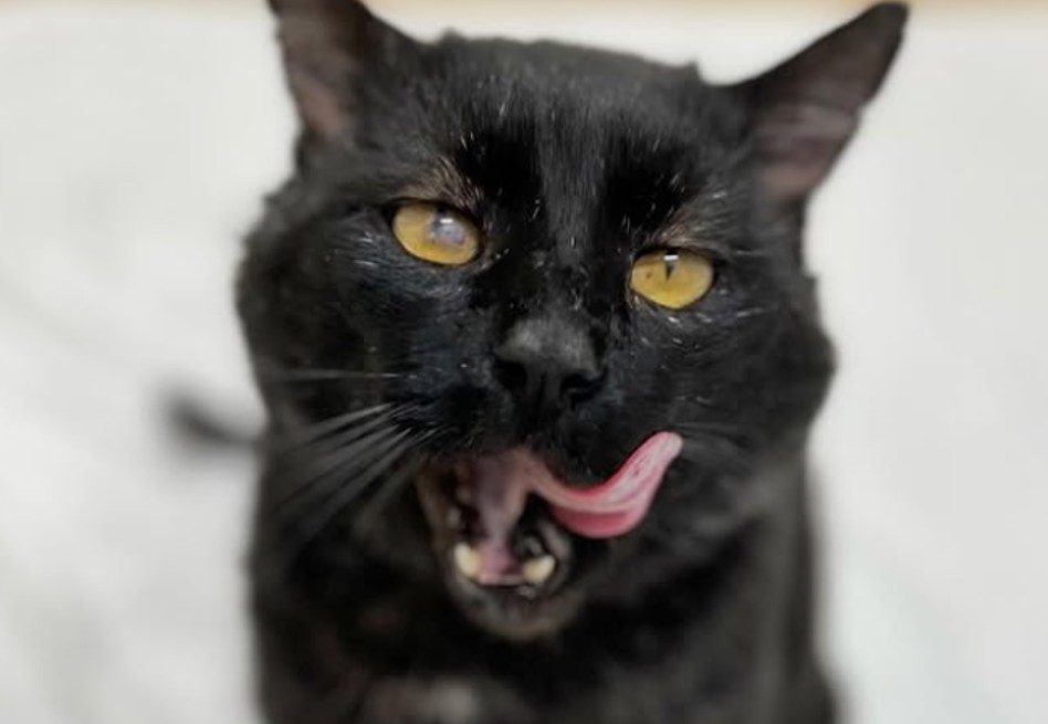 La historia del gato que no puede dejar de buscar abrazos
