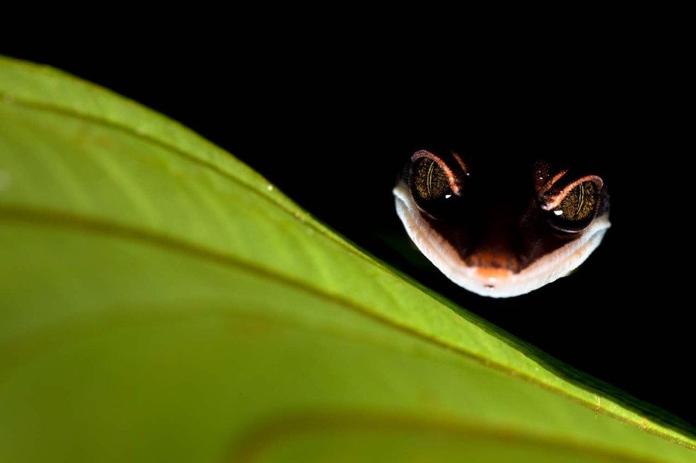 Cambio climático y pérdida de biodiversidad, dos crisis que se deben resolver juntas