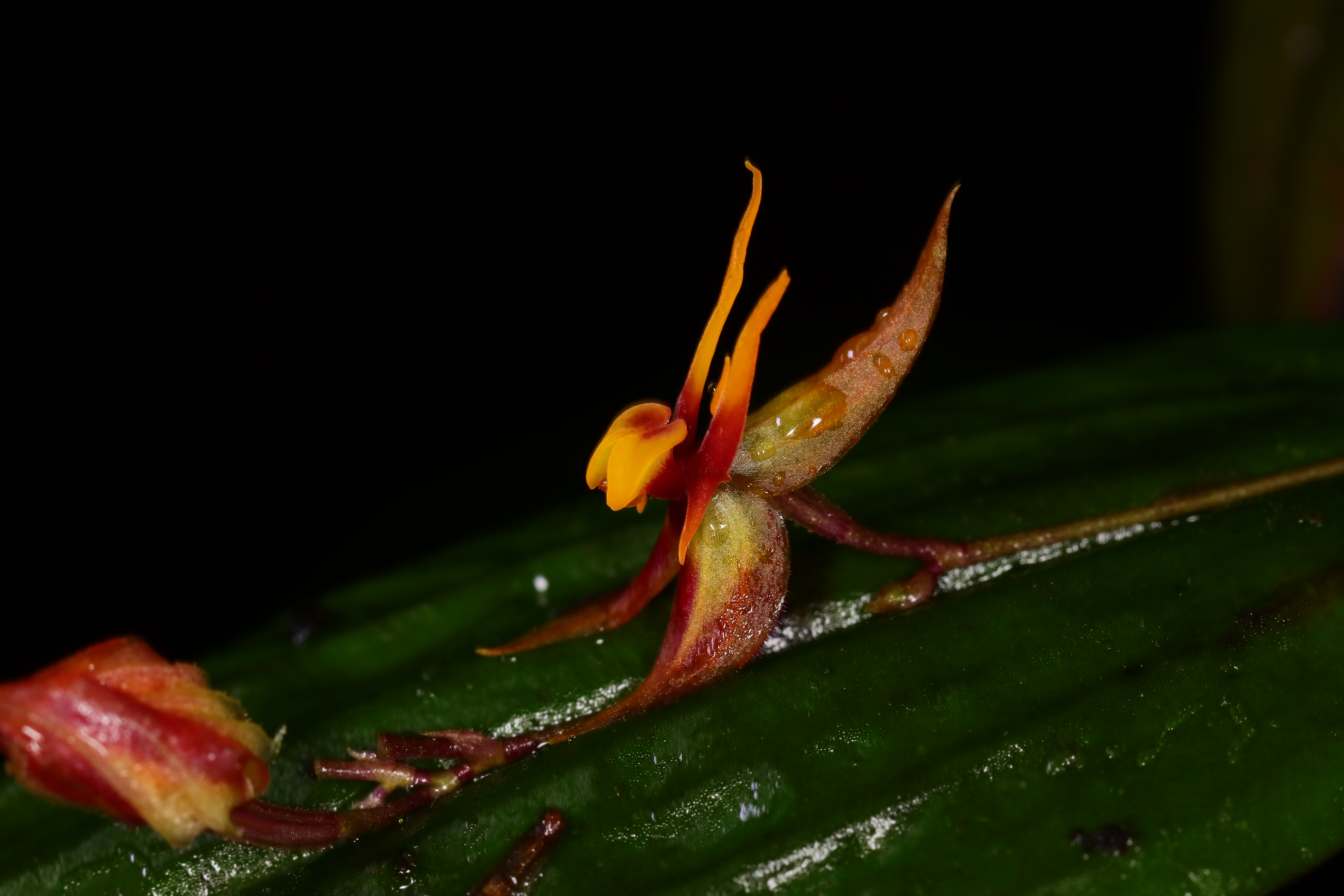 La orquídea que engañó por 200 años a la ciencia