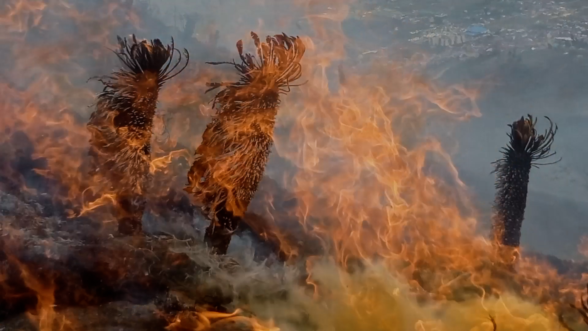 Más frailejones en llamas: otro incendio en los páramos de Boyacá