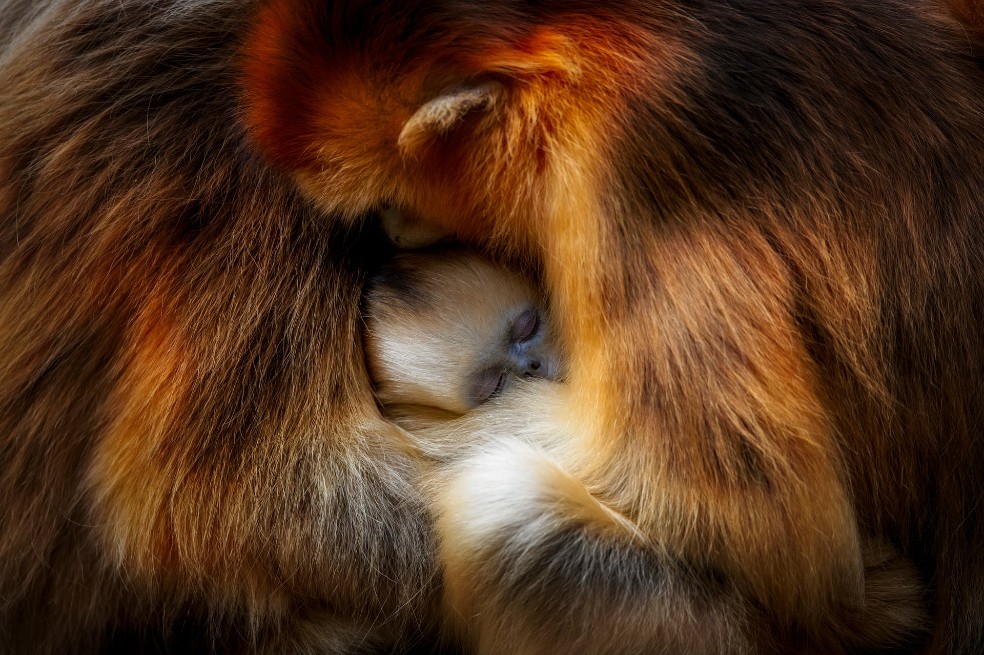 Abrazo de mono, por Zhang Qiang:
En las montañas de Qinling, en China, se ve a un mono de nariz chata de Sichuan.