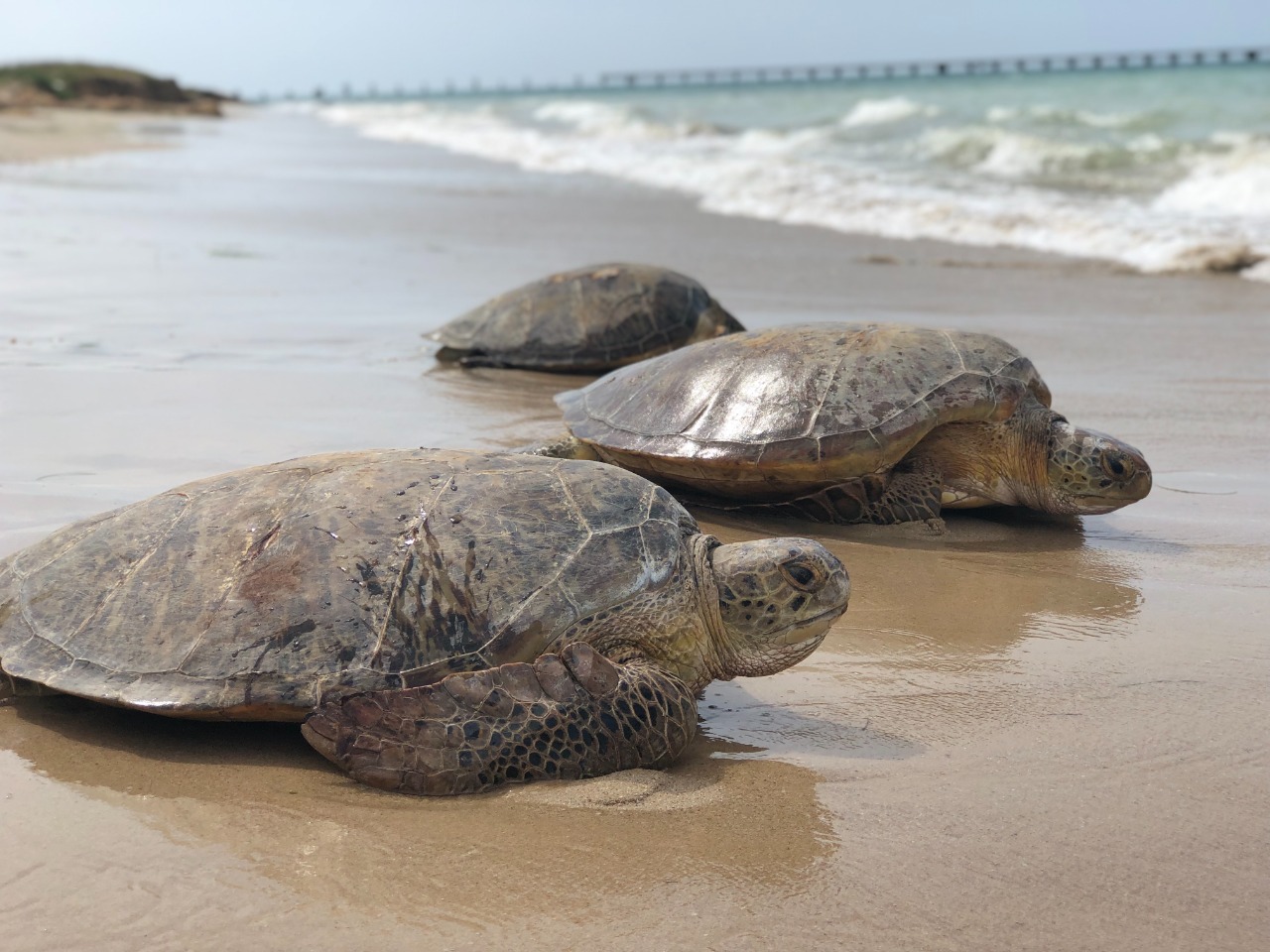 Tortugas liberadas Guajira