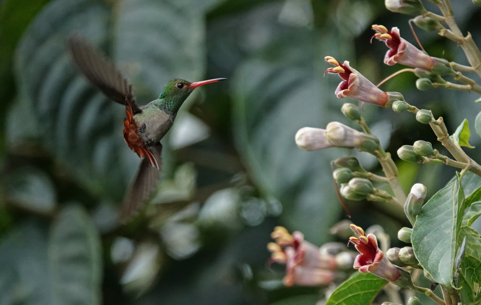Colibri Amazilia colirrufo - Amazilia tzacatl