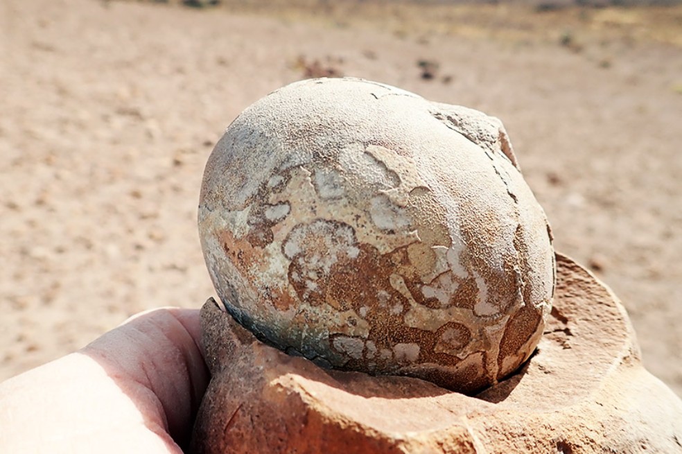 Los dinosaurios vivían en manadas
