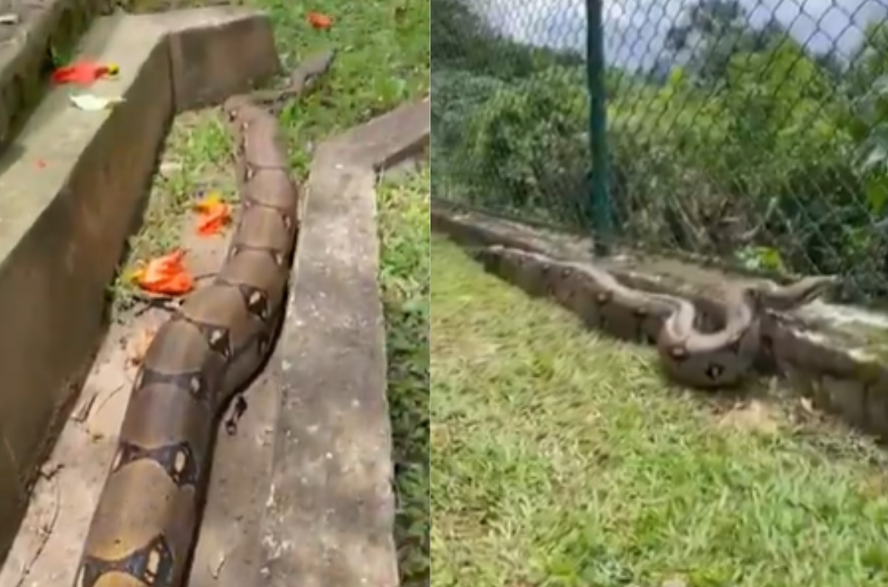 Dos boas sorprendieron a vecinos de condominio en La Mesa, Cundinamarca
