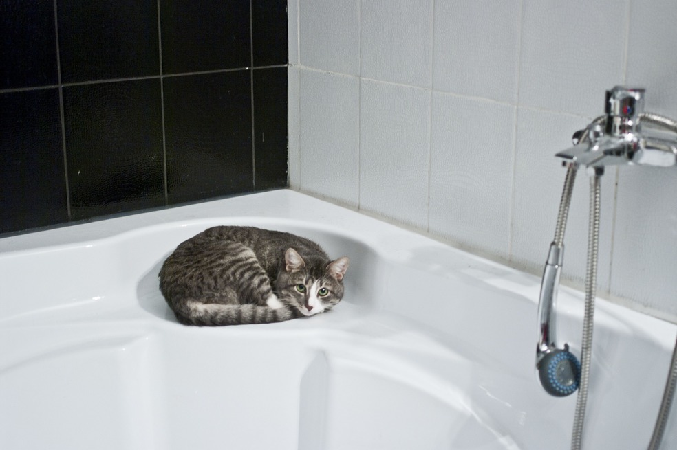 Si tu gato ha salido de casa necesitarás ser más exhaustivo en su limpieza. La primera opción es hacerla con champú en seco. Su textura es espumosa y solo necesitarás de un cepillo para retirarla. Pero si no tienes este producto en casa puedes acudir a los pañitos húmedos para bebé. Hazlo de la misma manera en que el gato se lame a sí mismo: poco a poco y suavemente para que él se vaya acostumbrando y lo interprete como un juego. Atendiendo estas sencillas recomendaciones, tu gato lucirá impecable y tú te sentirás tranquilo de saber que está limpio y saludable.