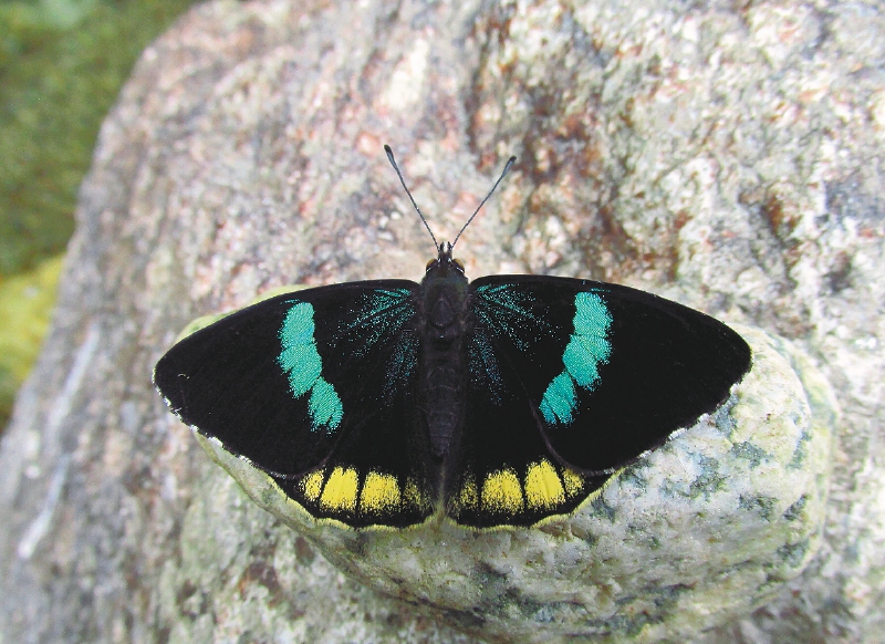 La mariposa endémica de la Sierra Nevada que nombraron “Perisama opepelii mairae”, por Maira Ortiz. / Fredy Montero
