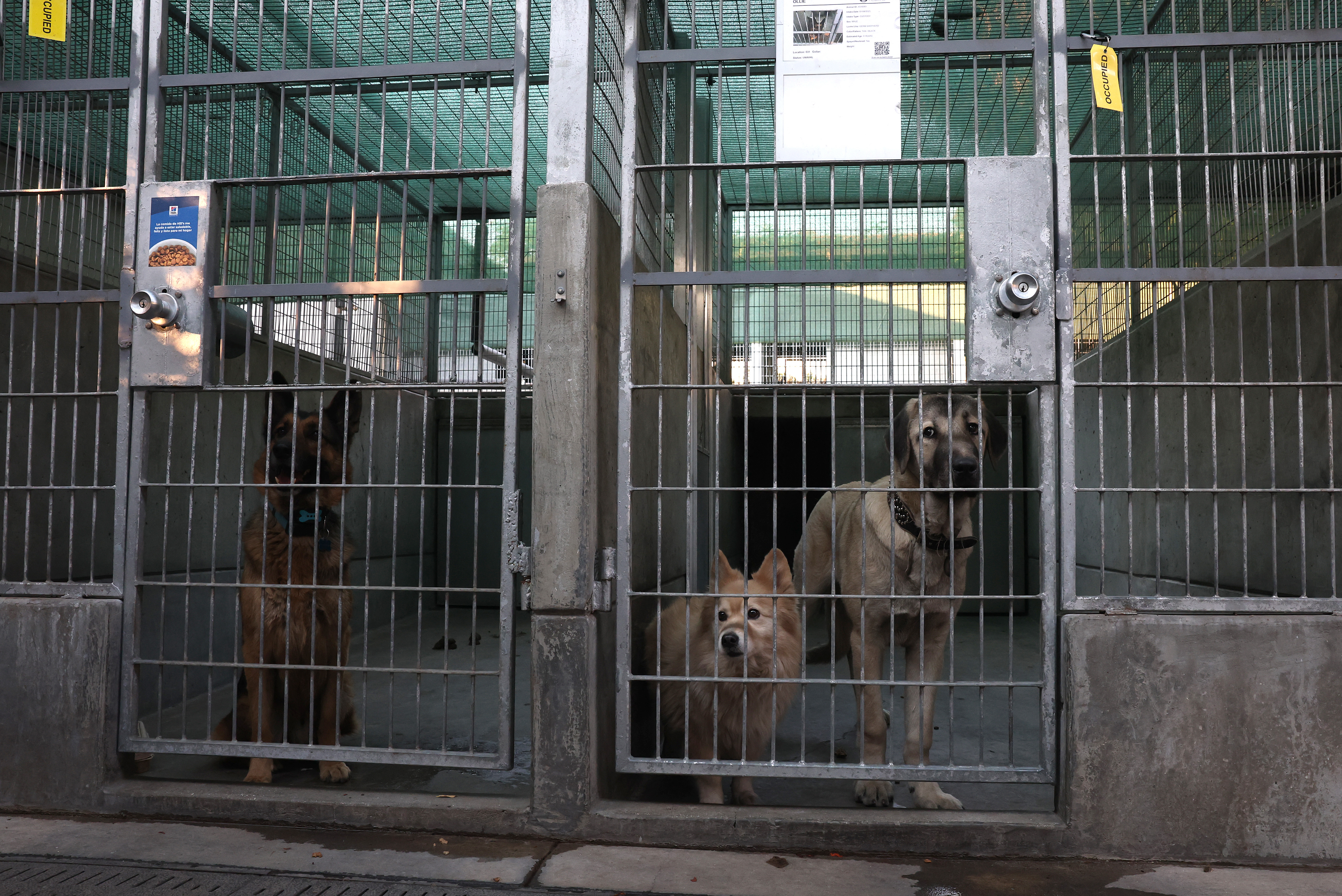 Cientos de animales vulnerables por los incendios de Los Ángeles
