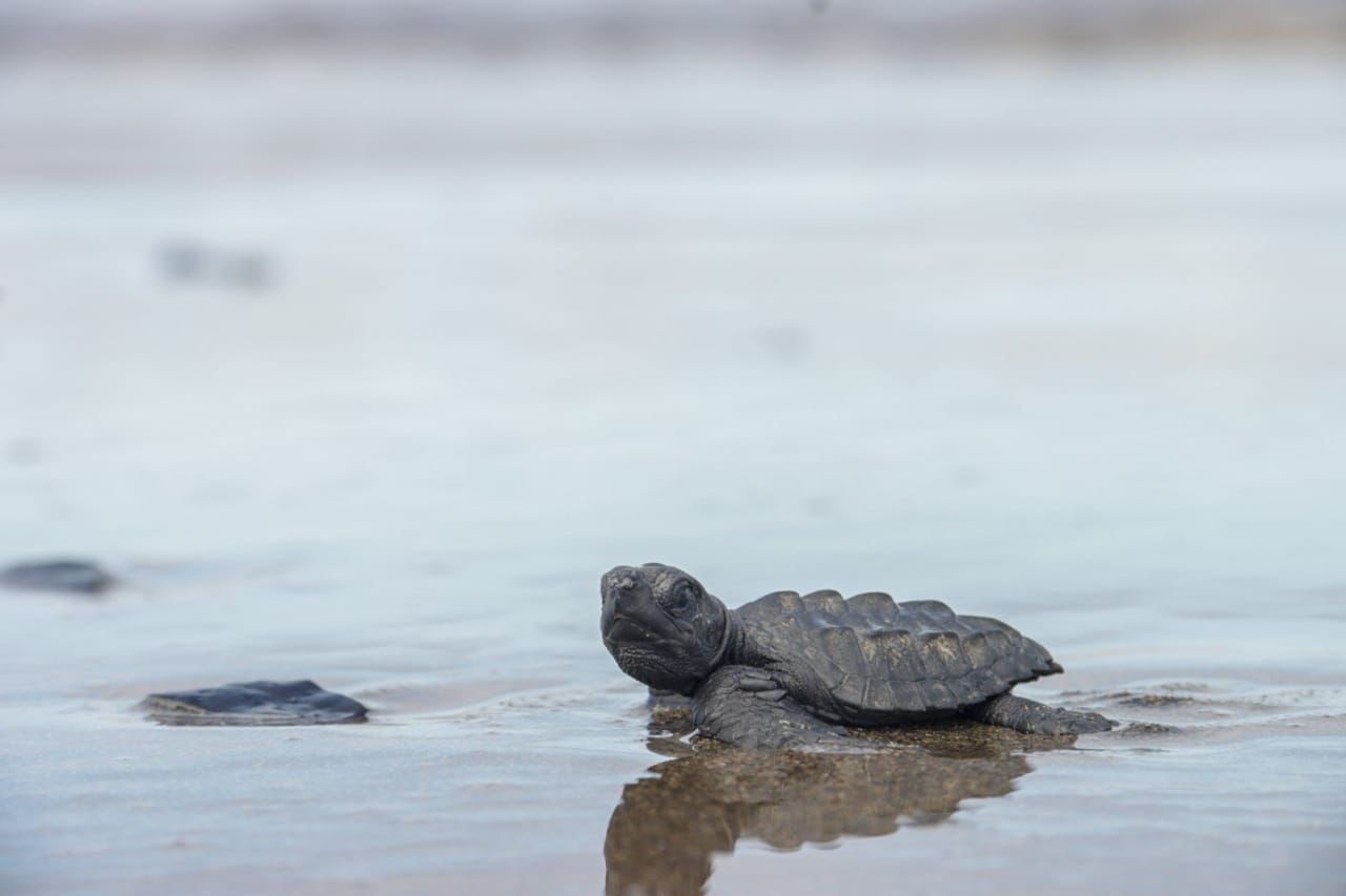 Comunidad en límites entre Valle y Chocó ayudó a 200 tortugas a llegar al mar