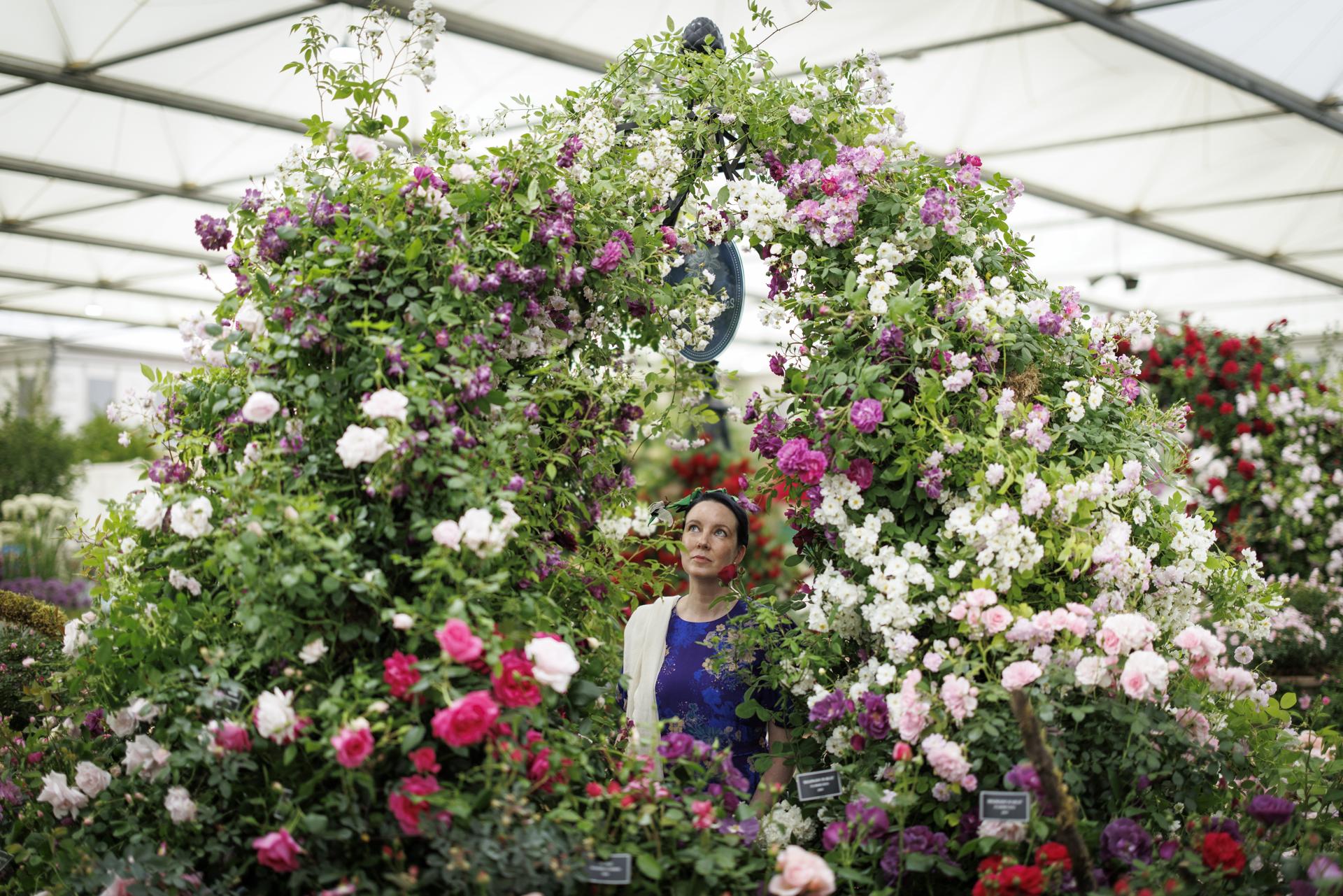 LONDON (United Kingdom), 19/05/2025.- A visitor poses with a rose garden made by Peter Beales Roses at the Chelsea Flower Show during the press day in London, Britain, 19 May 2024. The annual gardening exhibition runs from 20 to 24 May 2024 at the Royal Chelsea Hospital in London. (Reino Unido, Londres) EFE/EPA/TOLGA AKMEN