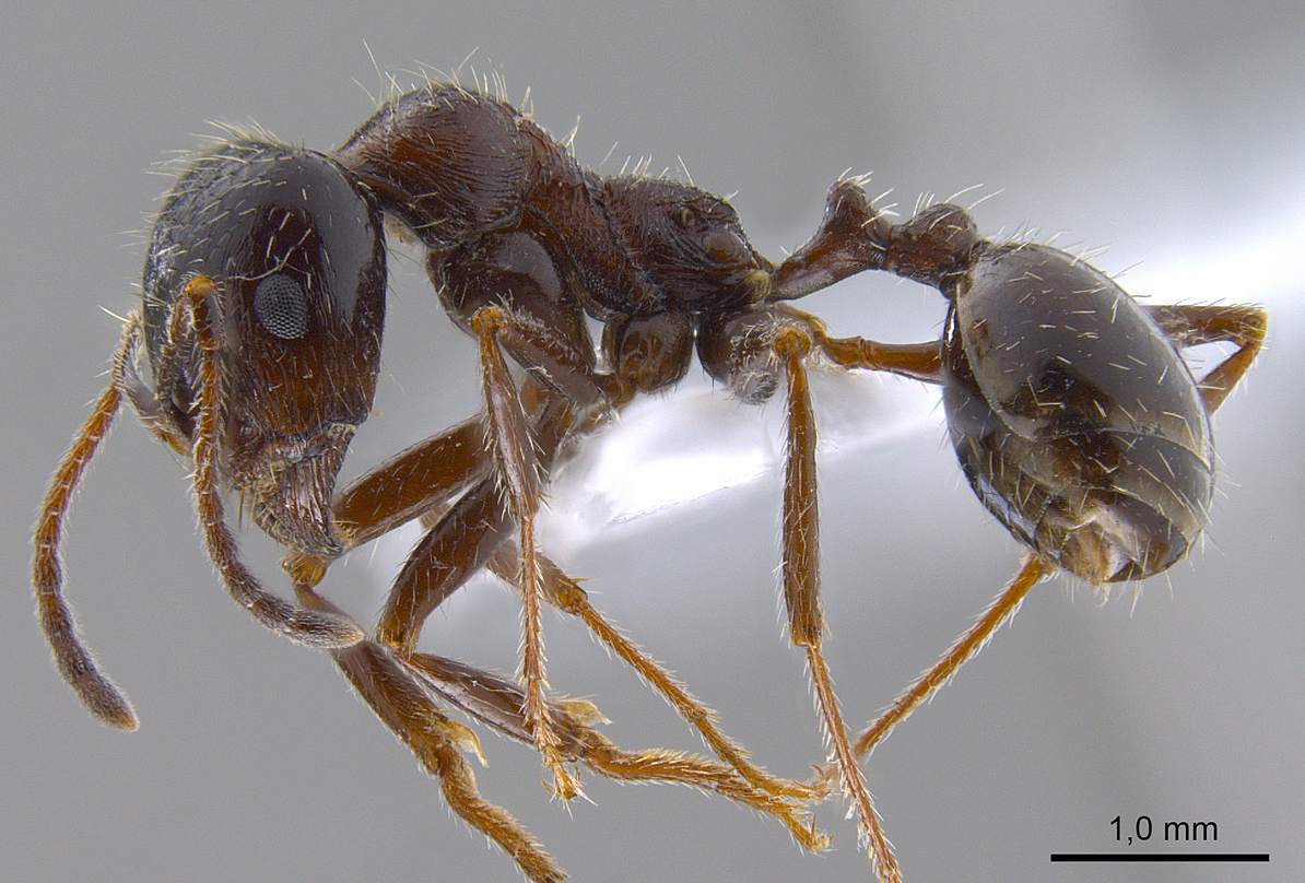 El particular caso de las hormigas que engendran crías de otra especie