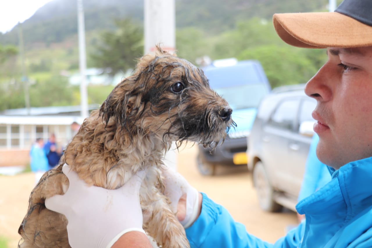 Así trabajan los veterinarios en Sumapaz