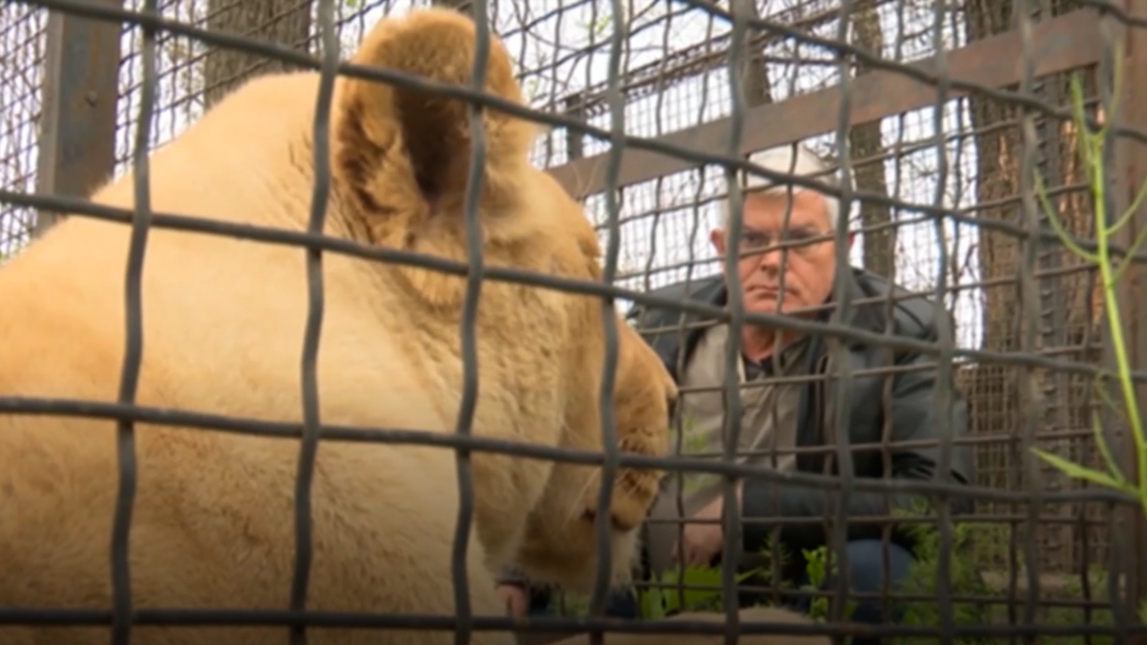 Ucrania: zoológico de Odesa acoge animales afectados por la guerra