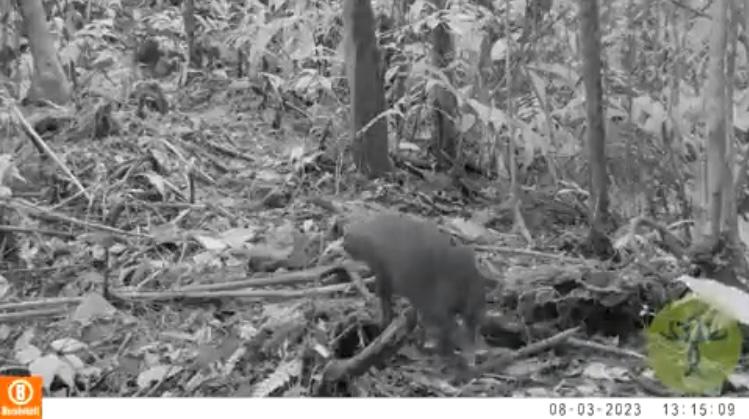 Video: avistan pareja de perros venaderos, una de las especies más raras del Amazonas