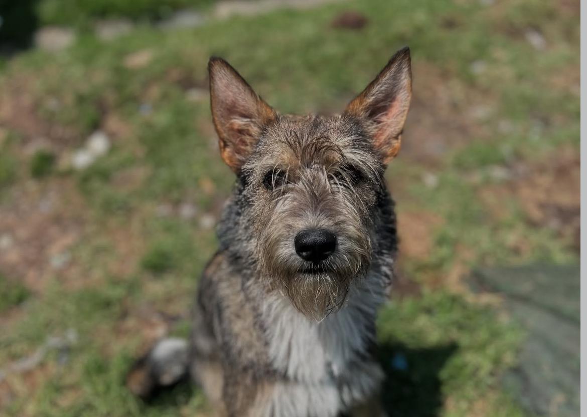 Repartidor abandonó a un perro durante una entrega: ahora busca un hogar
