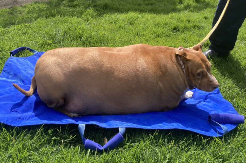 Condenan a mujer por sobrealimentar a su perro: pesaba más de 53 kilos