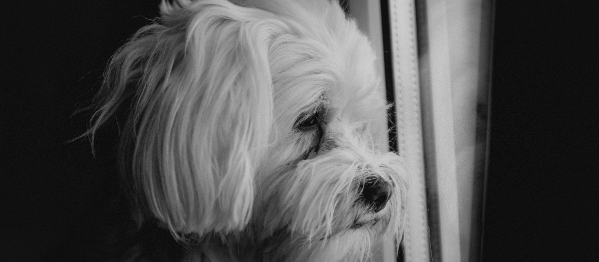 ¿Por qué mi perro tiembla? Estas son algunas de las razones