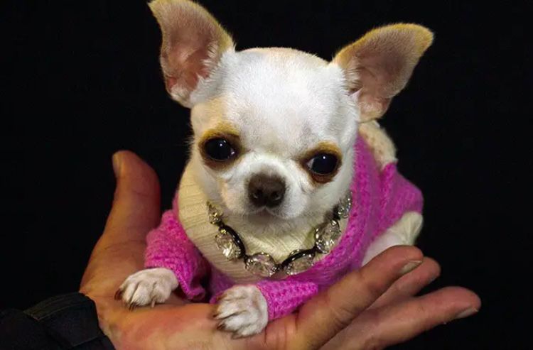 Pearl, la perrita más pequeña del mundo según Guinness Récords, ¿cuánto mide?