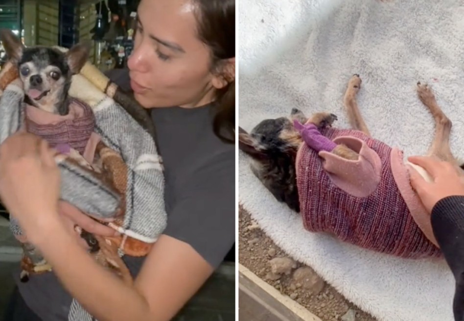 La despedida de una perrita chihuahua de sus dueños: “Mi último día en la tierra”