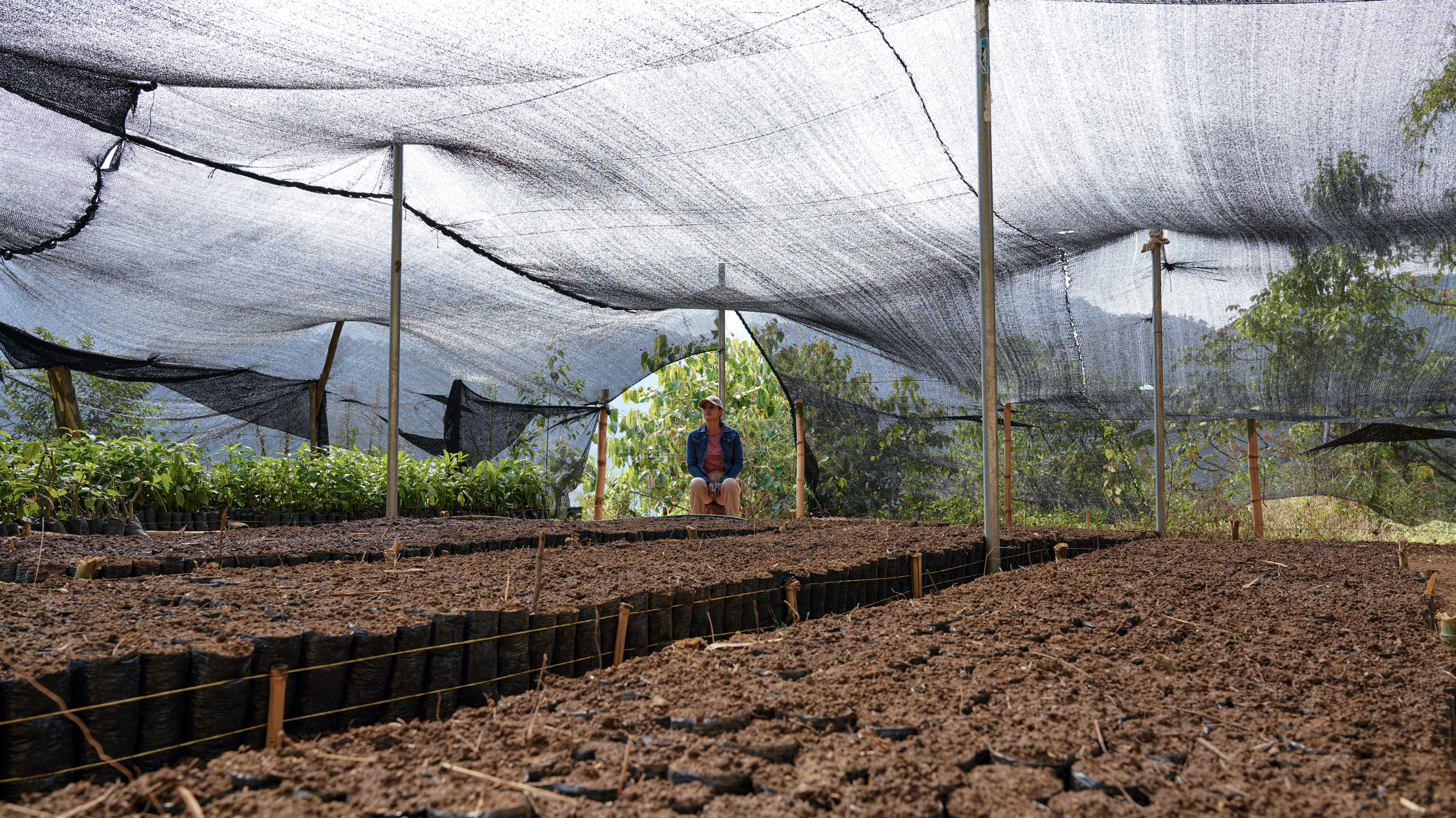 La otra cara de la Sierra Nevada de Santa Marta: campesinos que ahora siembran donde hubo tala