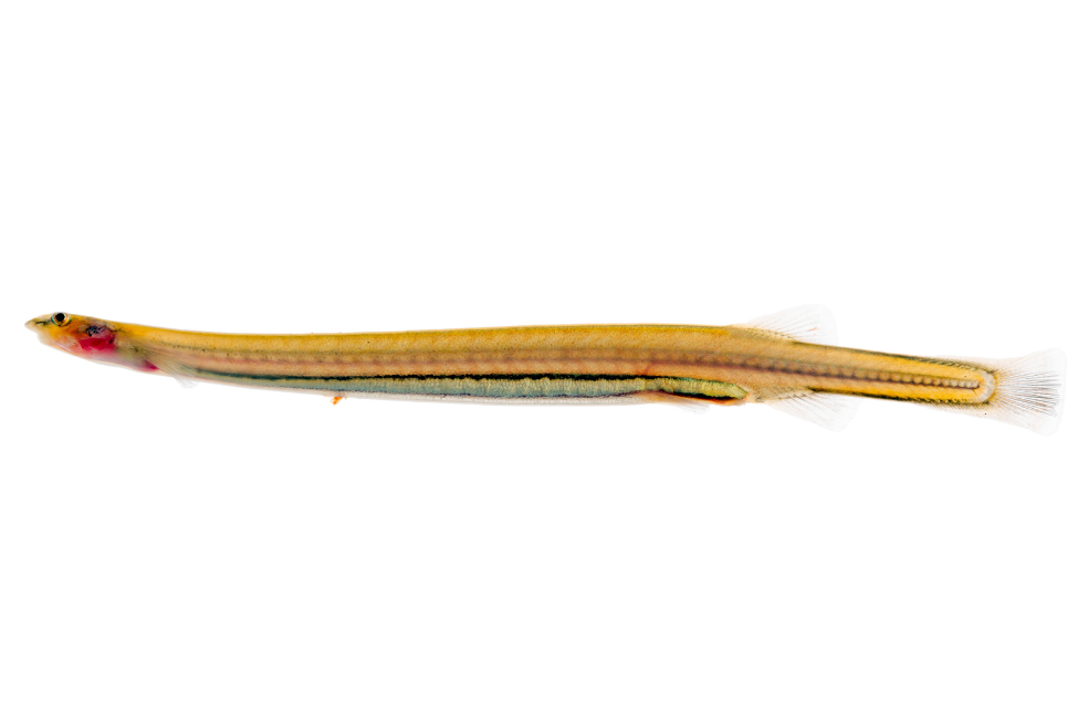 Vandellia cirrhosa