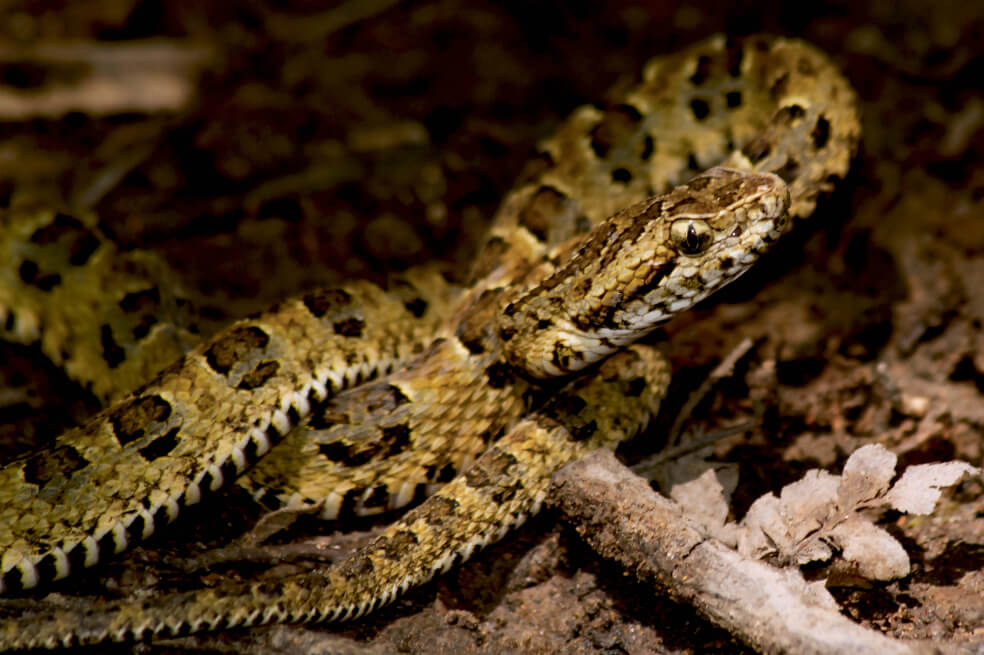 Descubren una nueva especie de serpiente venenosa endémica de Perú