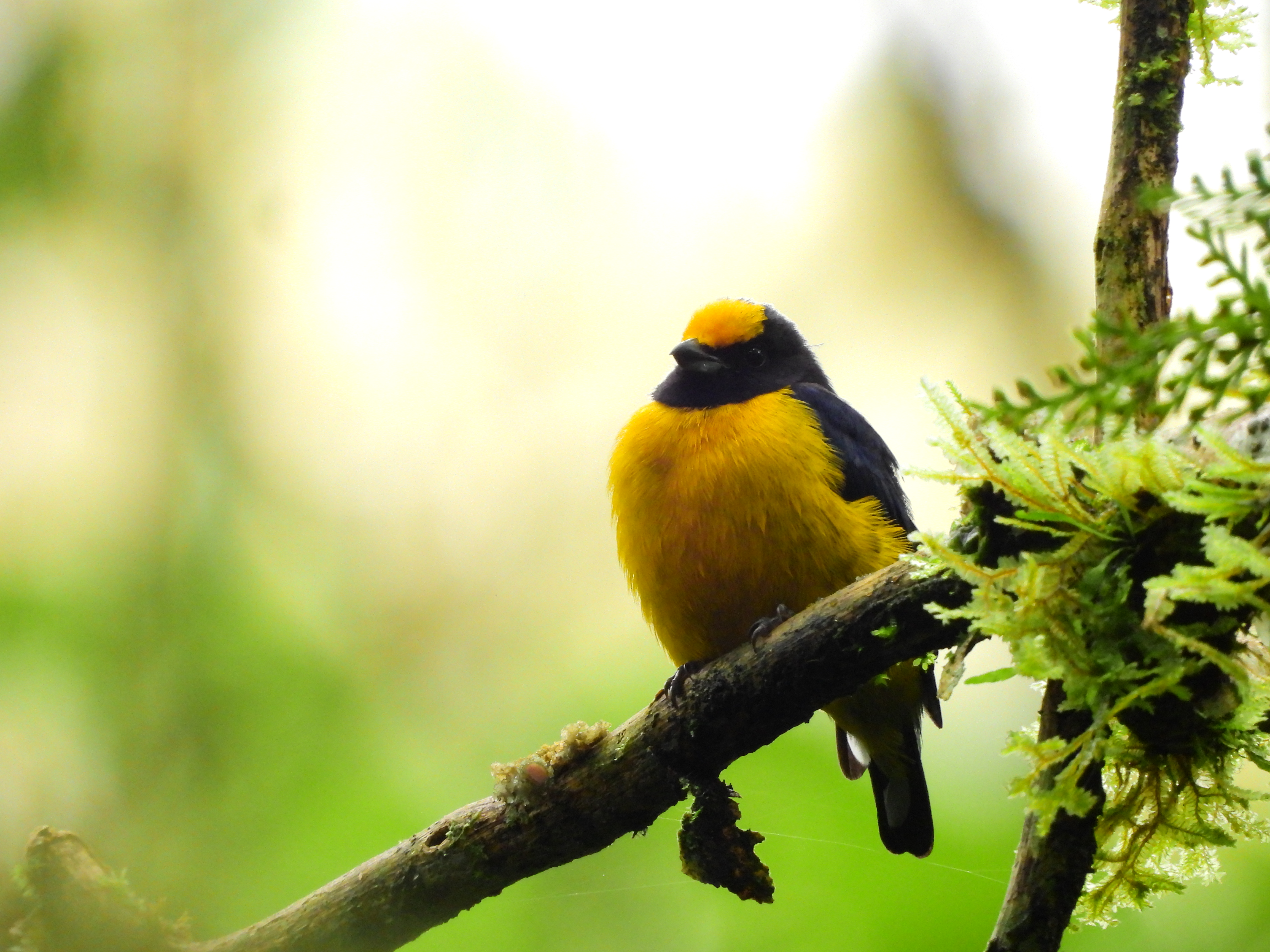(Fotos) Avistan 10 nuevas especies de aves en el Refugio de Vida Silvestre, en Medellín