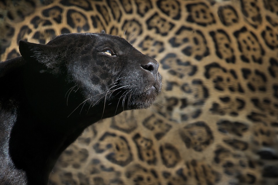 Una española intentó vender en internet un león de África disecado