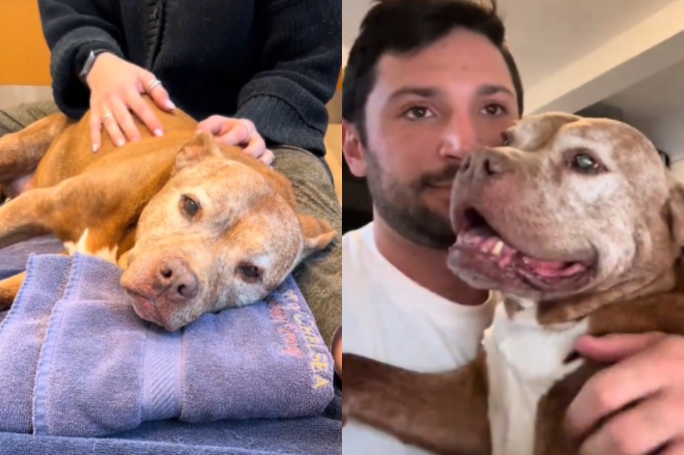Seth es un cuidador de perros que tuvo una conexión especial con Alison, una perrita mayor que marcó su vida.