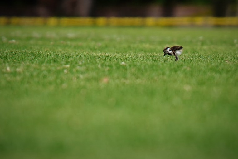 Polluelos de alcaravanes: conozca las aves que anidan de marzo a junio en Bogotá