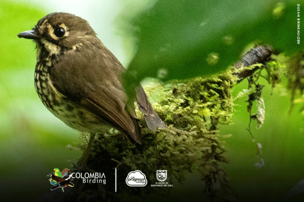 Tororoi Bailador, la nueva especie de ave descubierta en los farallones de Cali