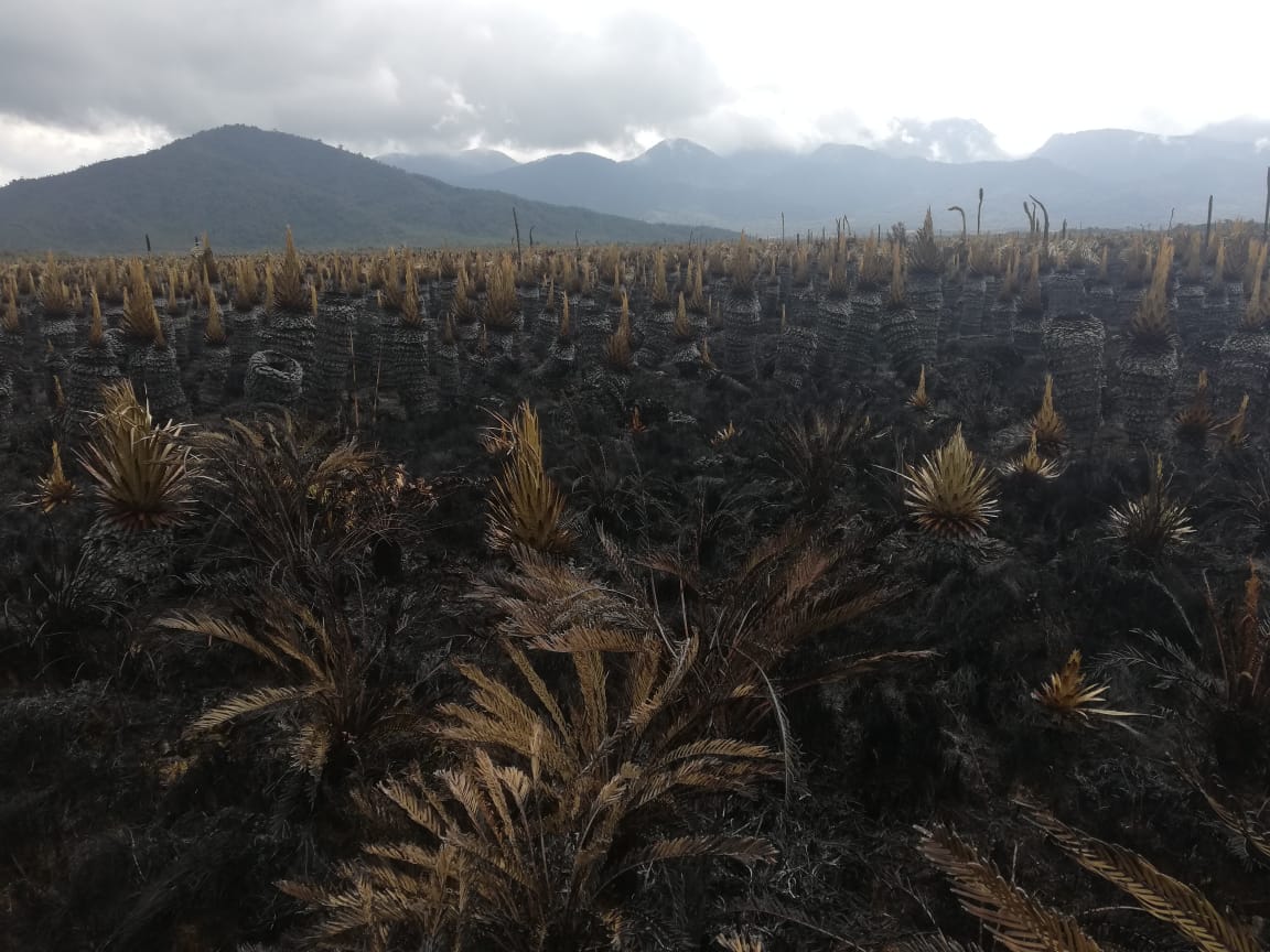 Incendio arrasó con 80 hectáreas del Páramo La Cocha-Patascoy, en Nariño