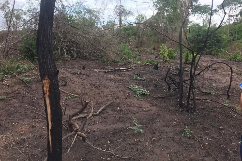 En lujosa hacienda, que era de Rodrígez Gacha, ahora talan bosque de manera ilegal