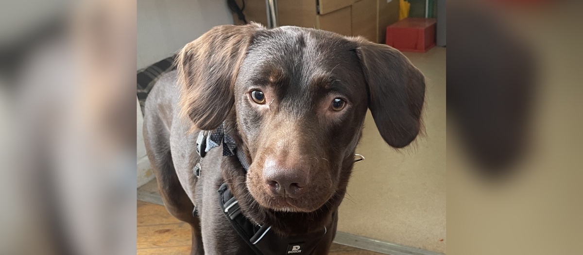 Coco: esta es la historia del primer perro tratado por alcoholismo