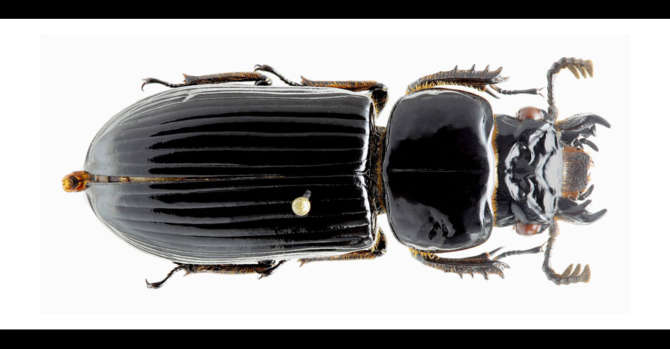 Descubren nueva especie de escarabajo en la Amazonia colombiana