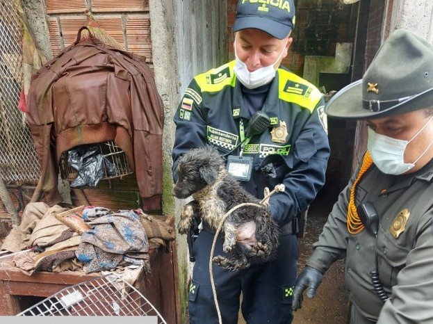 Los denunciantes afirmaron que los animales se encontraban en deplorables condiciones de salud.