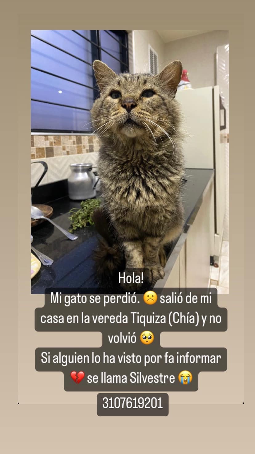 Gatos perdidos en Bogotá, ¿los ha visto?