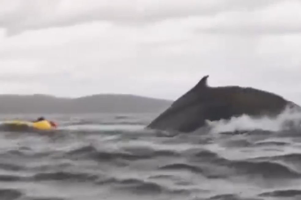 Chile: ballena se traga a un hombre y lo escupe; su padre lo grabó todo