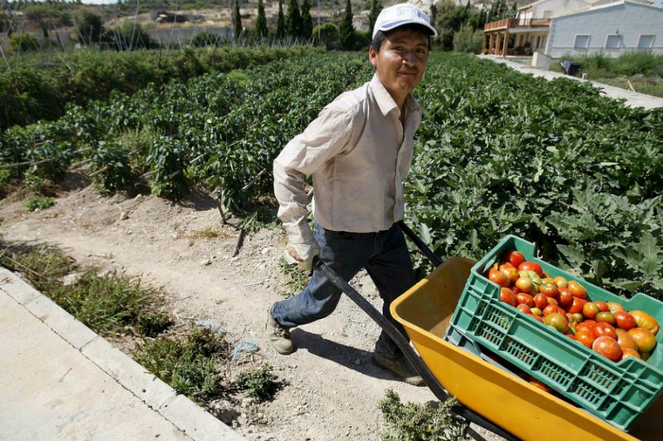 Agricultura tradicional desplaza a cultivos ilícitos de campos colombianos