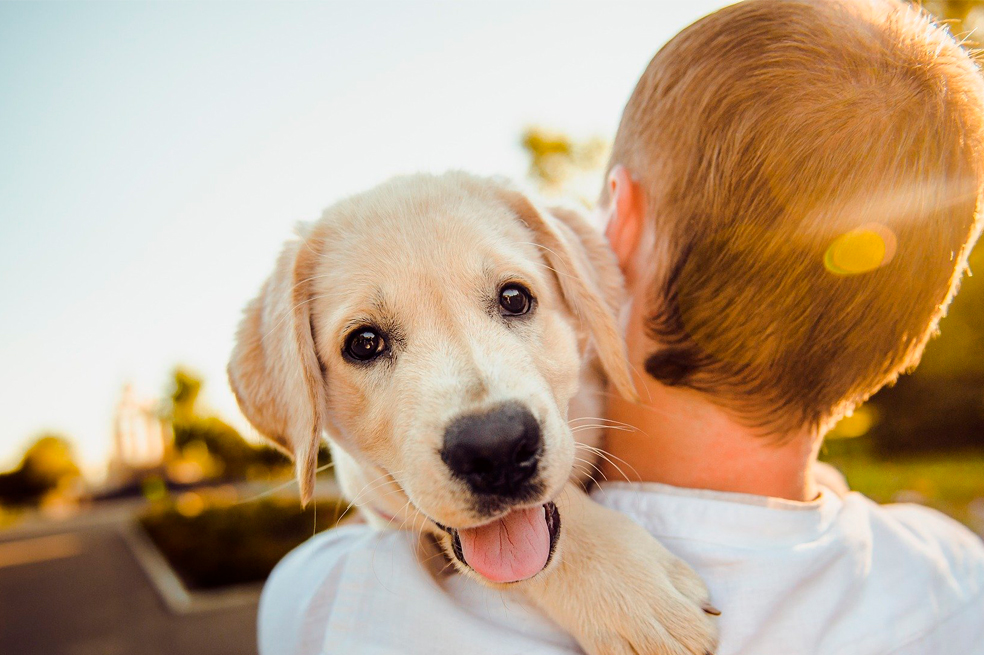 ¿Quiere adoptar una mascota? Estos diez animales buscan una familia en Bogotá