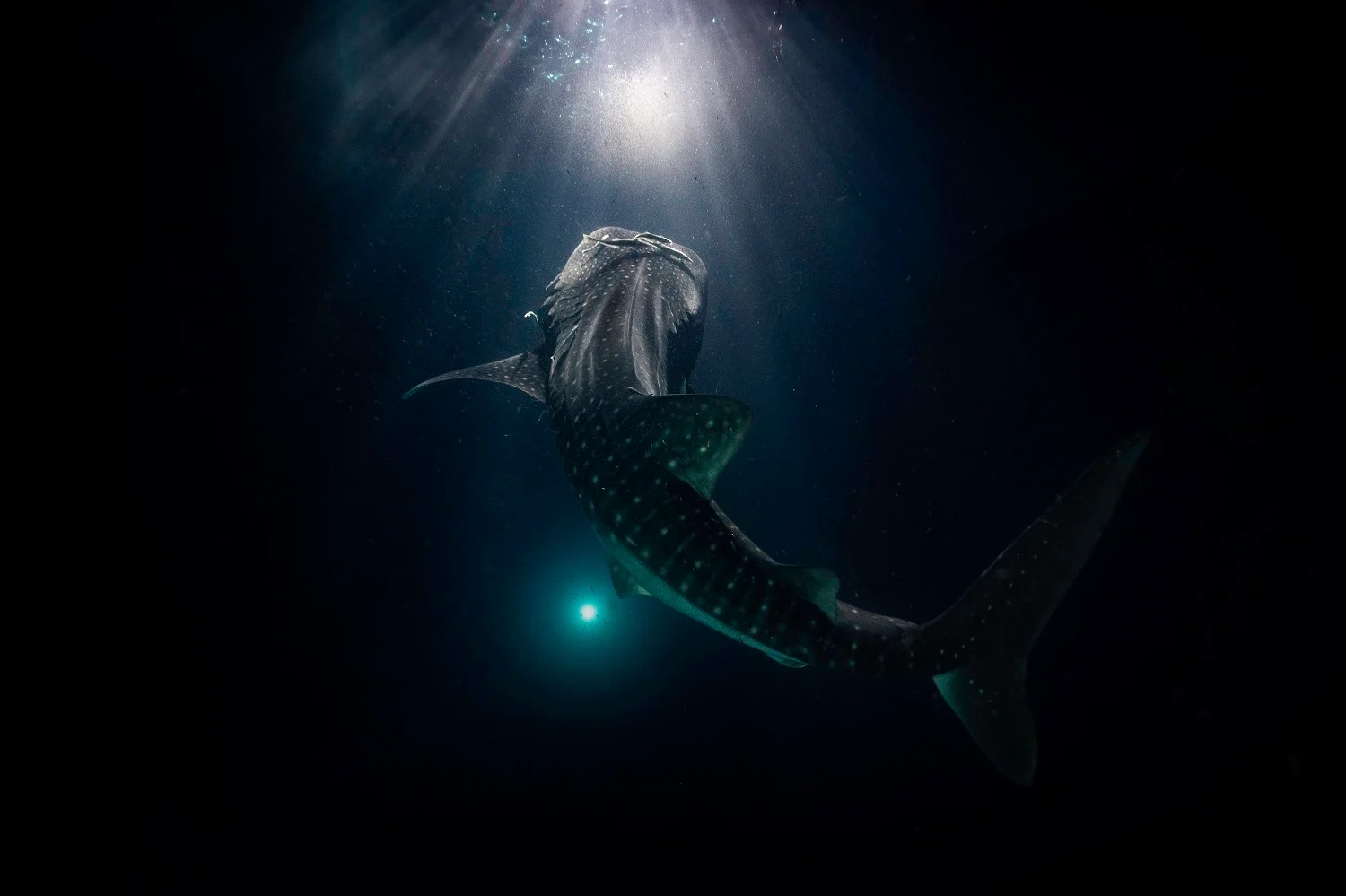 Fotografía ganadora del concurso Fotógrafo oceánico del año 2023.