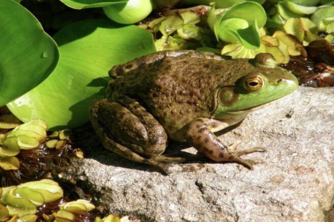 La advertencia de los científicos por las amenazas que generan 18 mil especies invasoras