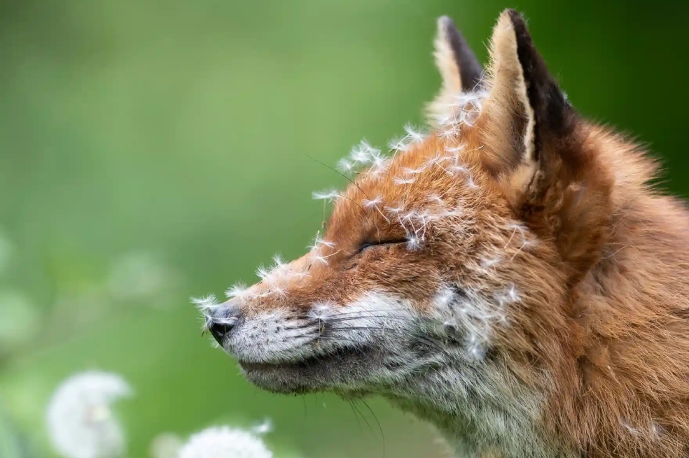 Lewis Newman fue el ganador en la categoría retrato de animales por capturar el rostro de una zorra, en el momento en el que unos dientes de león se estaban abriendo.