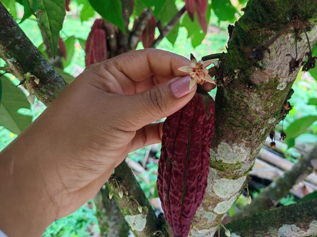 En lo profundo del Putumayo, donde la selva y la historia se entrelazan, el cacao dejó de ser solo un cultivo para convertirse en el motor de una transformación