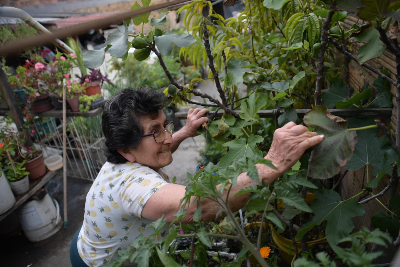 Si uno tiene un buen espacio y disciplina, puede lograr lo que doña Elvia Cañas logró, a sus 72 años: cultivar toda clase de plantas comestibles e incluso criar gallinas. / Gustavo Torrijos
