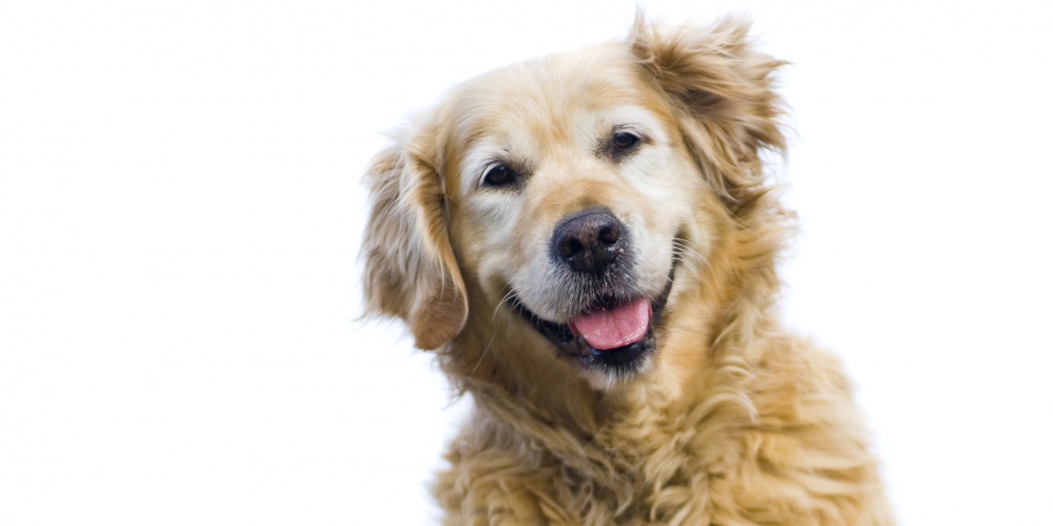 La tercera edad canina: cuando tu perro envejece