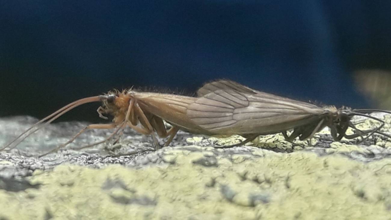 Este nuevo insecto descubierto adoptó el nombre del coronavirus
