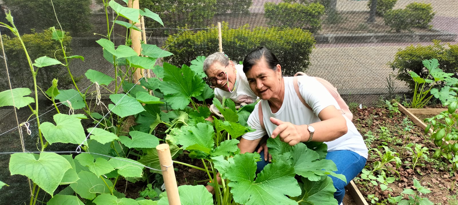 Sembrar para recordar: la huerta que empodera a los adultos mayores en Girón